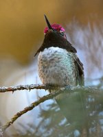 Hummer6.jpg