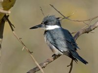 Kingfisher.jpg
