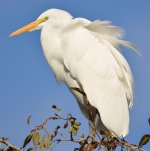 Egret2.jpg
