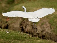 Egret.jpg
