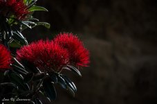 Pohutukawa Flower.jpg