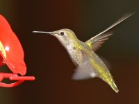 Hummer.jpg