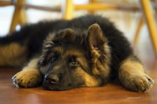 Kaos 12 weeks 1.jpg