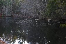 Tree1.jpg