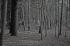 Woods.jpg