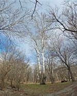 Sycamore_V-Pan.jpg
