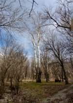 Sycamore_V-Pan_02_141229_1024_001.jpg