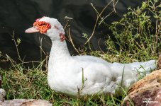 white-bird-2.jpg