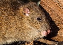 Ratface-Small.jpg