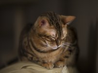 DSC_2798.jpg