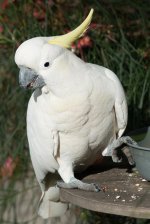 White cocky.jpg