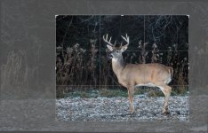 deer.jpg