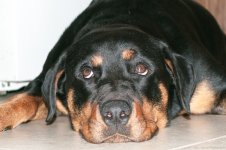 Daisy-2.jpg