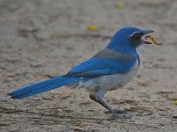 Jay3.jpg
