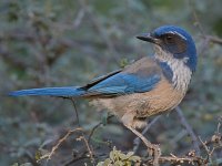 Jay4.jpg