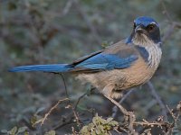 Jay5.jpg