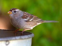 Sparrow2.jpg