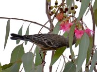 Sparrow4.jpg