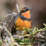 Thrush.jpg