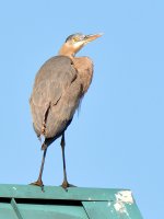 Heron.jpg