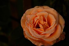 DSC_6721.jpg