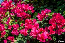 red-flowers-1.jpg