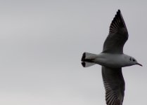 DSC_0003.jpg