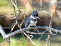 Kingfisher.jpg