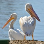 Pelican3.jpg