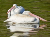 Pelican2.jpg