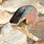 GreenHeron.jpg