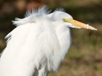 Egret.jpg
