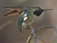 Hummer3.jpg