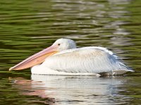 Pelican.jpg