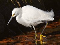 Egret4.jpg