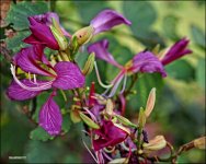 DSC00733_3150.jpg