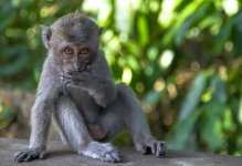 Baby monkey.jpg