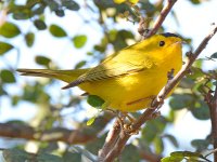 WilsonWarbler.jpg