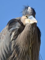 BlueHeron4.jpg