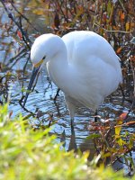 Egret2.jpg