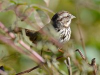 Warbler.jpg
