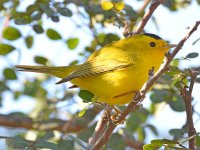 WilsonWarbler2.jpg