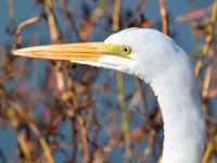Egret.jpg