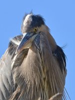 BlueHeron3.jpg