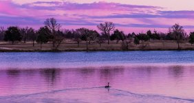 Sunsetduck.jpg