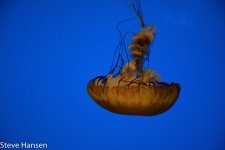 DSC_5577-1.jpg