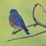 BlueBird2.jpg