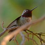Hummer5.jpg