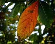 DSC00789_3161.jpg