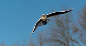 DSC_0130.jpg